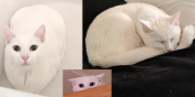 Momo the Cat