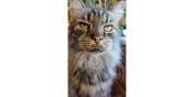 Mufasa the Cat