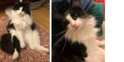 Nico the Cat