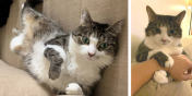 Paloma the Cat