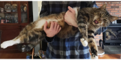 Rafa the Cat