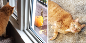 Simba the Cat