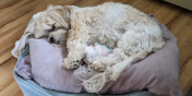 Tucker the Dog