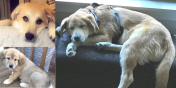 Watson the Great - the Dog