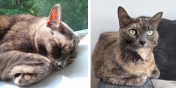 Zelda the Cat