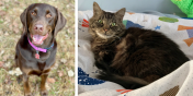 Daisy the Dog and William the Cat