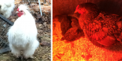 Larry the Rooster