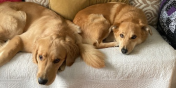 Teddy and Coco the Dogs