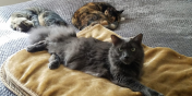 Addona, Monti, & Rossignol the Cats