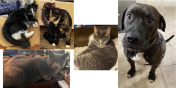 Pippin, Mitts, Moth, Bean, & Gully