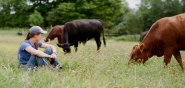 image description:woman in baseball cap and denim clothes sitting in the grass with two brown grazing cows nearby