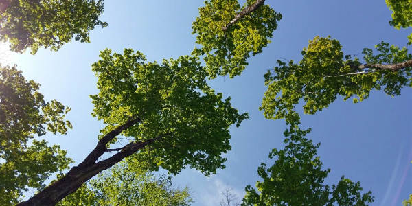 Crowns of hardwood trees with leaves against sky