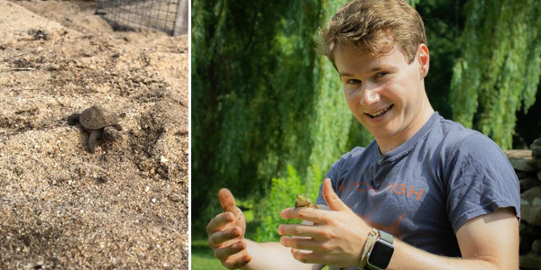 Northern diamondback terrapin hatchling crawls in sand and Eamon Caffrey holds a small frog.