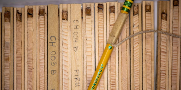 Samples of tree cores against a standard wooden pencil for scale.