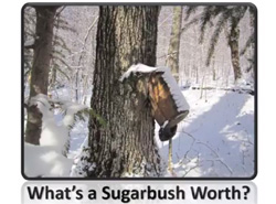 Sugarbush valuation thumb