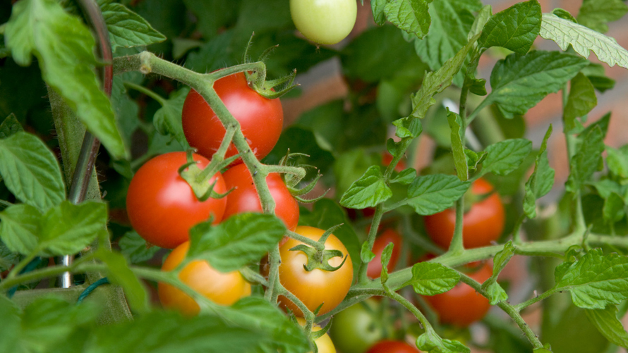 Tomatoes