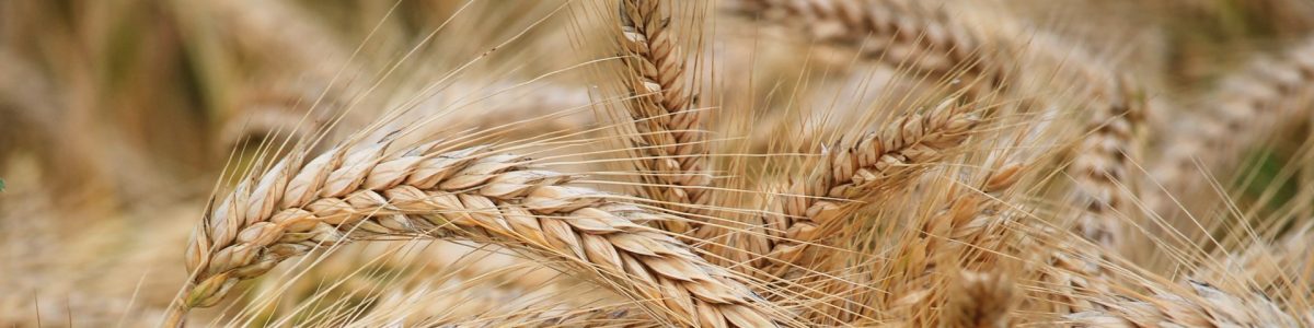 close up of wheat