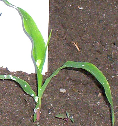 corn four leaf stage