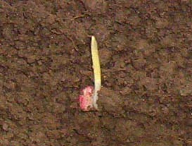 corn pre-spike stage