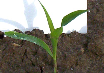 corn three leaf stage