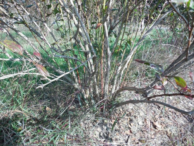 Blueberry plant needs pruning