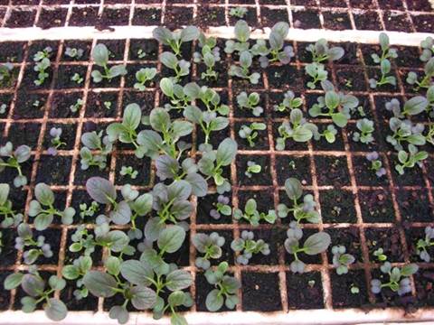 Preparation of soil mixture from fertile compost, humus and vermiculite on  black garbage bag floor in garden. Mixing the soil components for the  preparation of the substrate for transplanting plants. Stock Photo