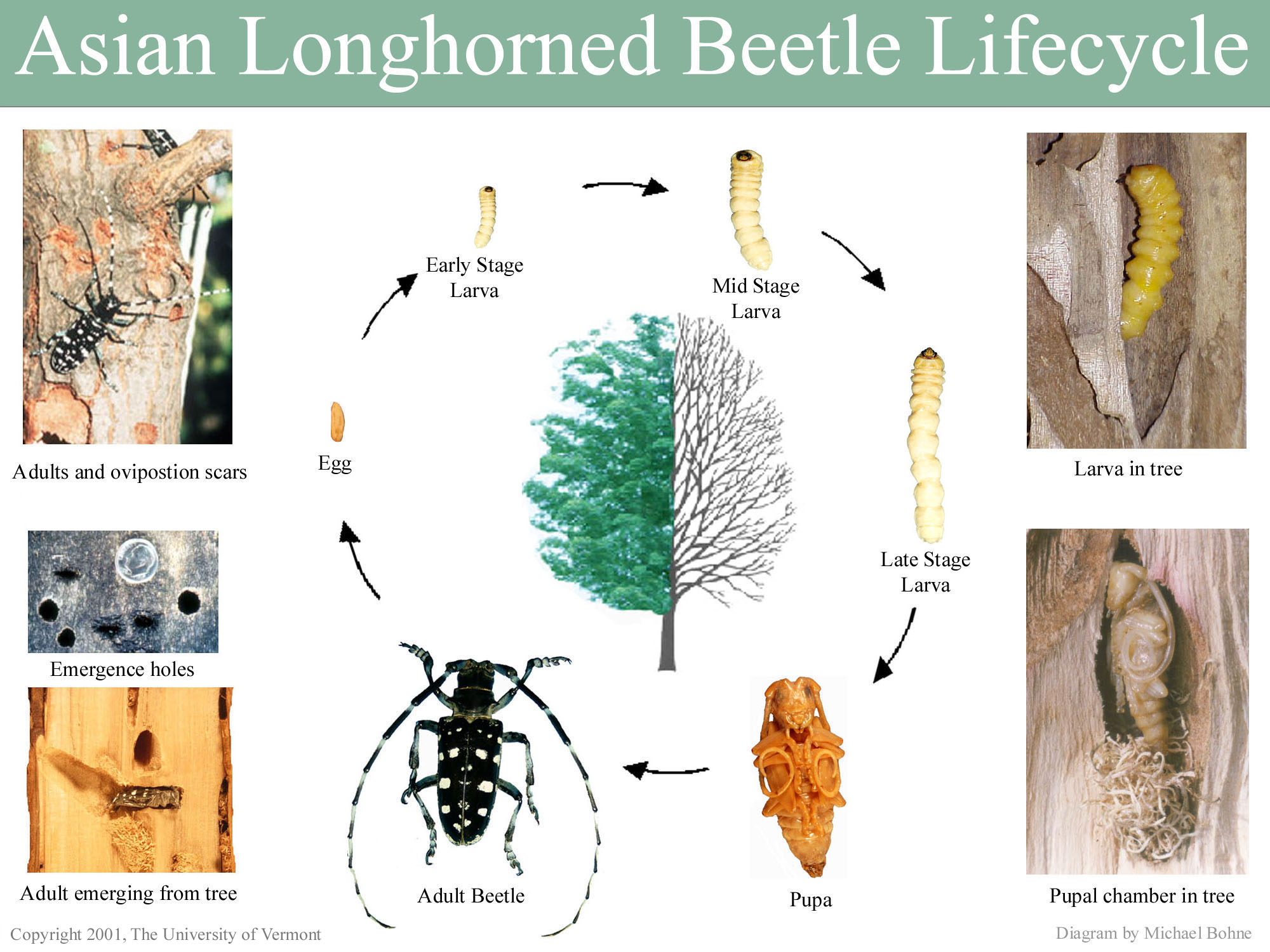 Asian Longhorned Beetle Life Cycle Citrus Longhorn Beetle Asian Longhorned Beetle Life Cycle Citrus Longhorn Beetle