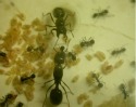ant queens
