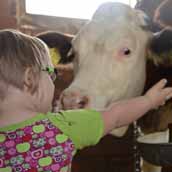 Child petting a cow.