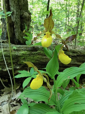 yellow ladies
                  slipper