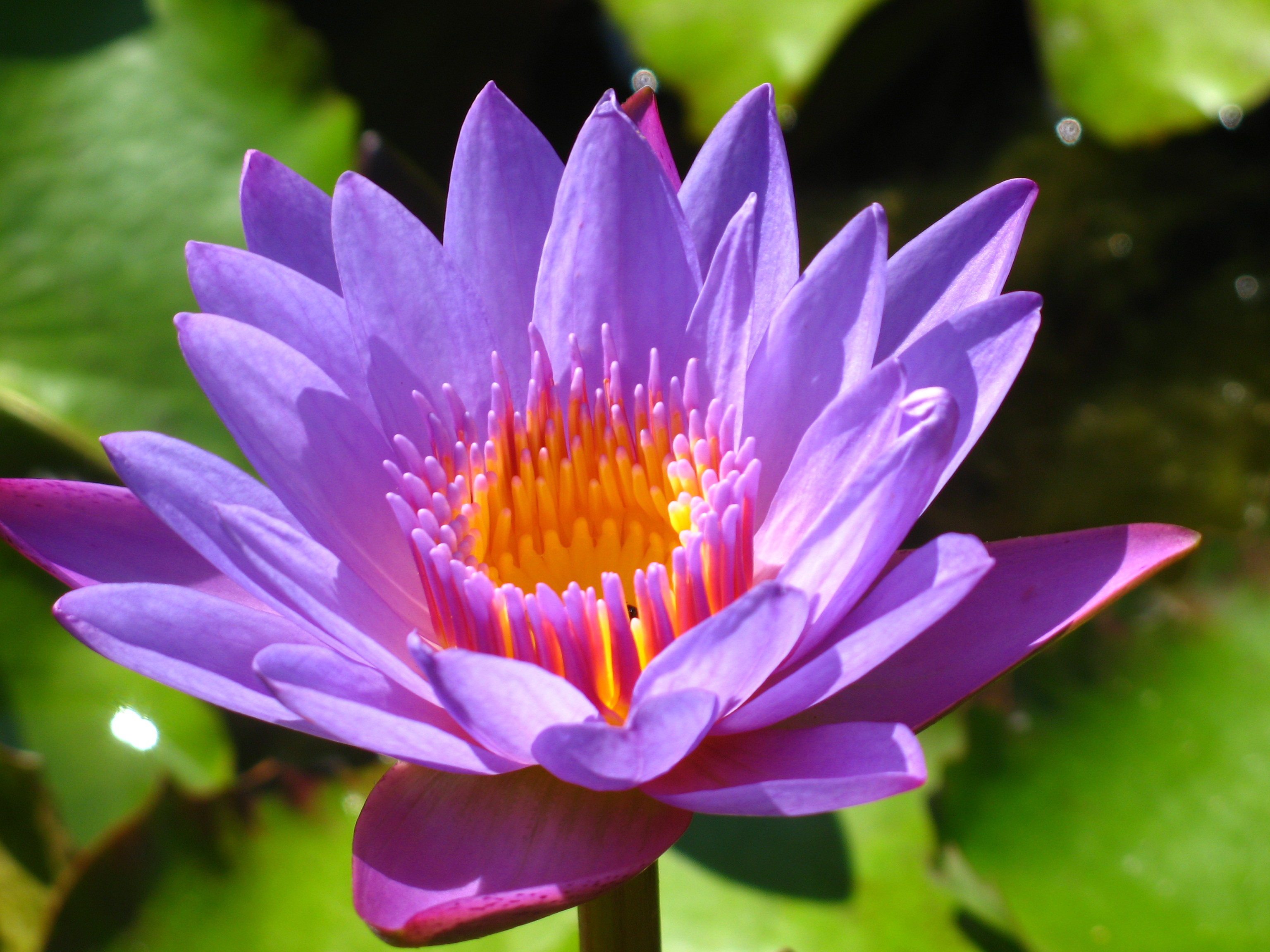 water lily