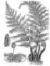 fern