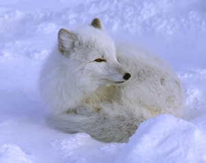 Arctic Fox