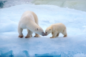 Polar Bears