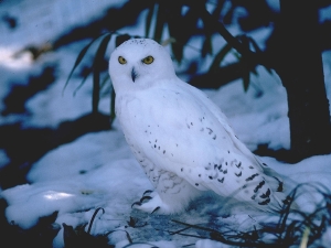 Snowy Owl