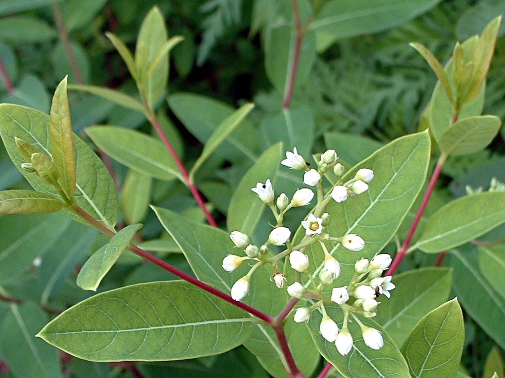 apocynum