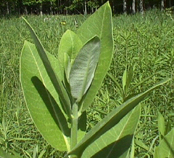 milkweed