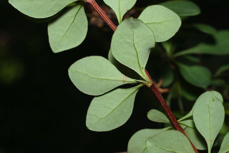 barberry