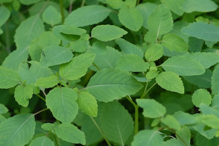 jewelweed