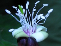 capparis