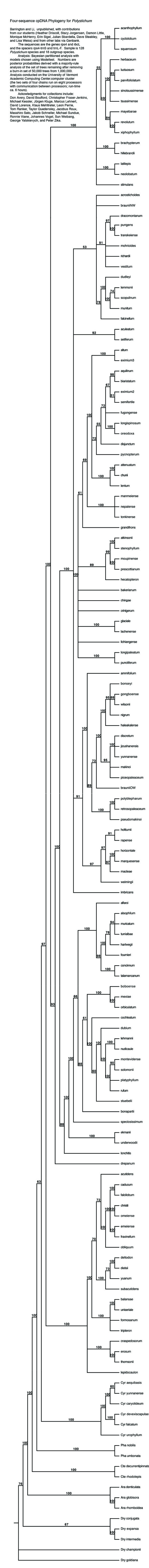 CURRENT TREE