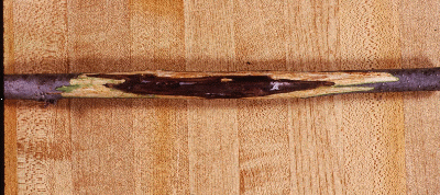 Canker Picture