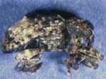 The butternut curculio, 
Conotrachelus juglandis