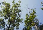 Dieback in crowns of 
butternut