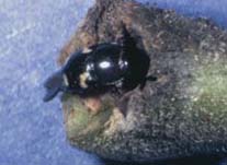 Glischrochilus 
quadrisignatus crawling into a curculio wound