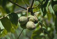 Nuts of butternut