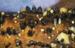 Hyphal pegs and conidiospores of Sirococcus