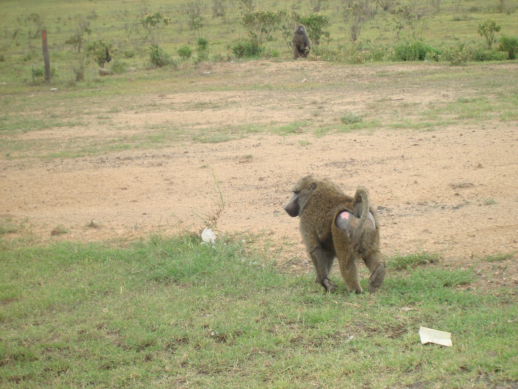 Africa 12-4 to 12-13-2009 003.JPG