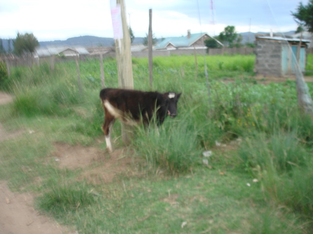 Africa 12-4 to 12-13-2009 045.JPG