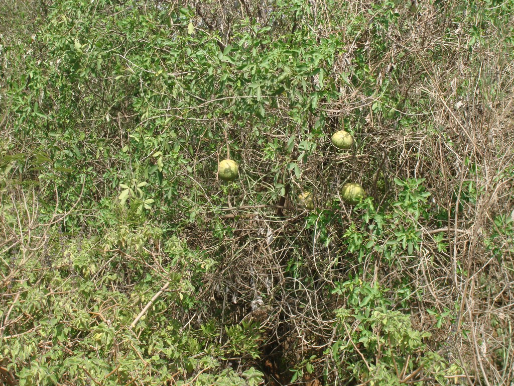 Africa 12-4 to 12-13-2009 104.JPG